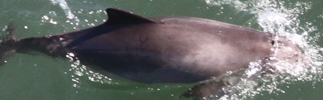 Missing Picture